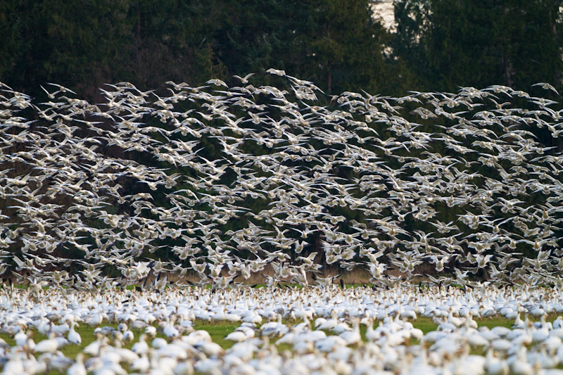 Snow Geese In Flight